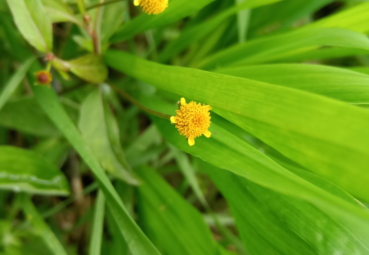 Acmella oleracea