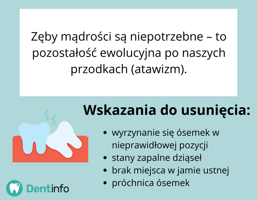 Zęby mądrości są niepotrzebne – to pozostałość ewolucyjna po naszych przodkach (atawizm).
Wskazania do usunięcia:
- wyrzynanie się ósemek w nieprawidłowej pozycji
- stany zapalne dziąseł
- brak miejsca w jamie ustnej
- próchnica ósemek.