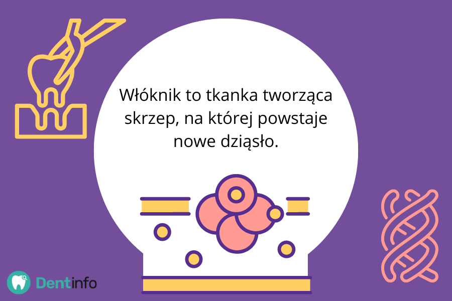 Włóknik to tkanka tworząca skrzep, na której powstaje nowe dziąsło.